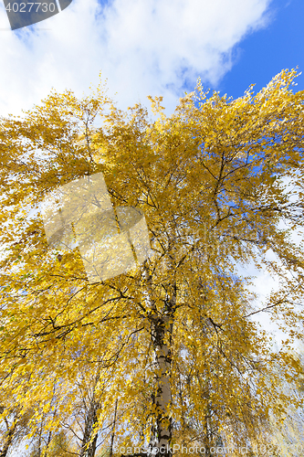 Image of birch tree in autumn