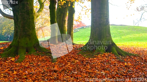 Image of Colorful autumn park