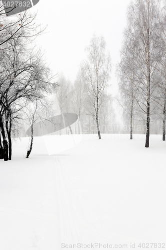 Image of trees in winter