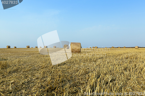 Image of stack of straw in the field