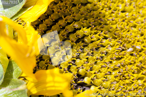 Image of photographed close-up of a sunflower