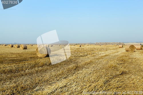 Image of haystacks in a field of straw