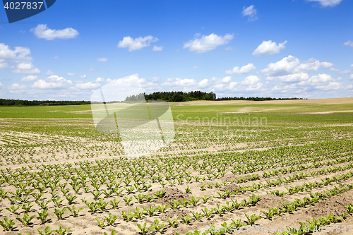 Image of field with beetroot