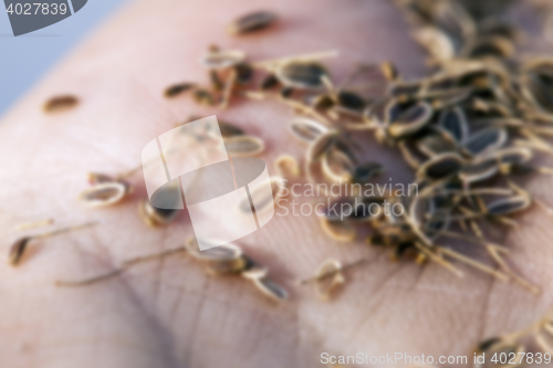 Image of mature seeds of dill