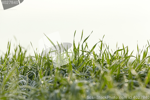 Image of young grass plants, close-up