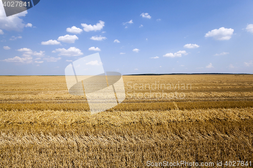 Image of agriculture cereals. summer