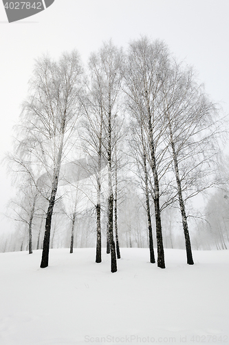 Image of treetops , winter season