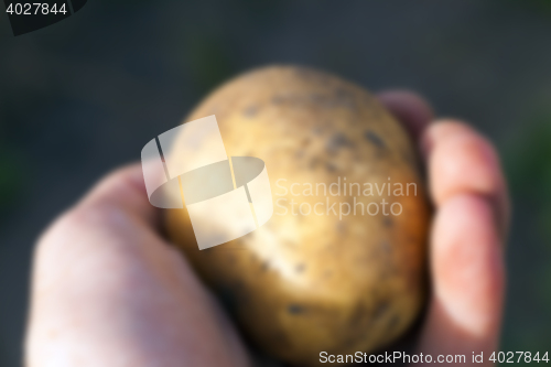 Image of Potatoes in hand