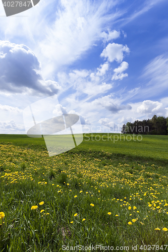 Image of field with cereals