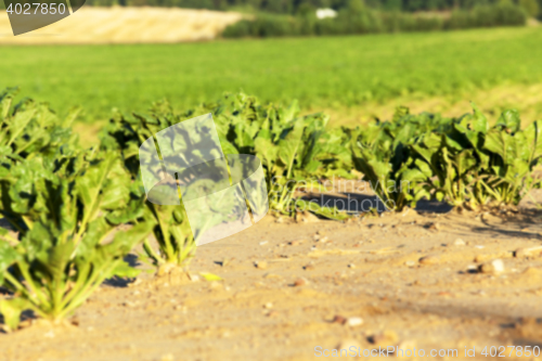 Image of beetroot in field