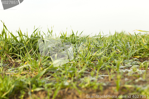 Image of young grass plants, close-up