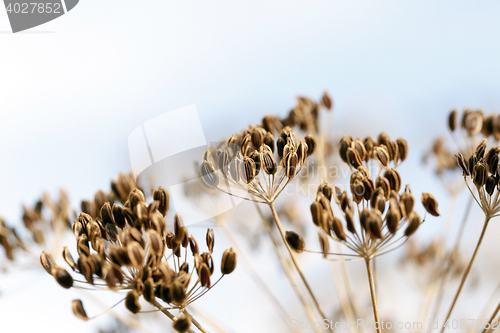 Image of Brown stalk of fennel