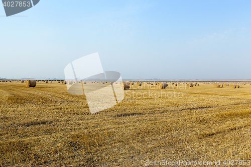 Image of haystacks in a field of straw