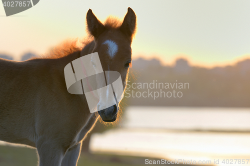 Image of New young foal on field 