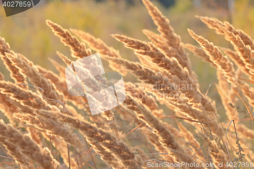 Image of Macro dry reeds