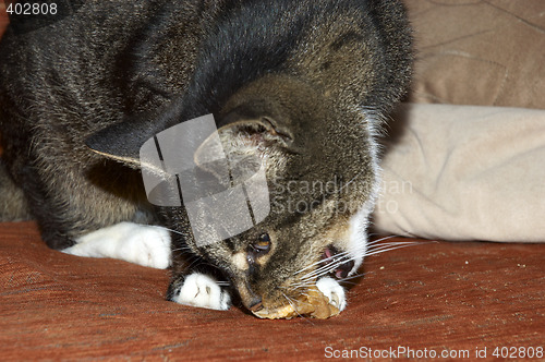 Image of Cat eating