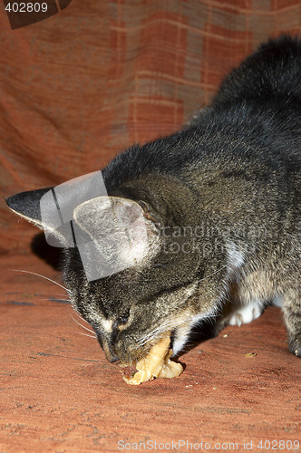 Image of Cat eating