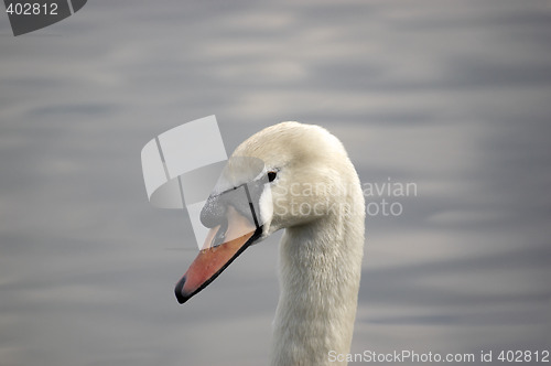 Image of Swan