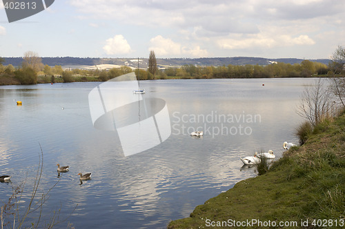 Image of Swans on a lake