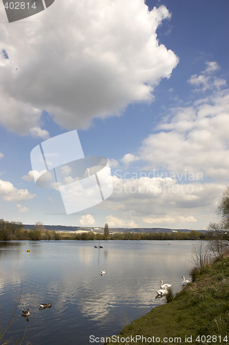 Image of Swans on a lake