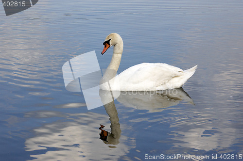 Image of Swan