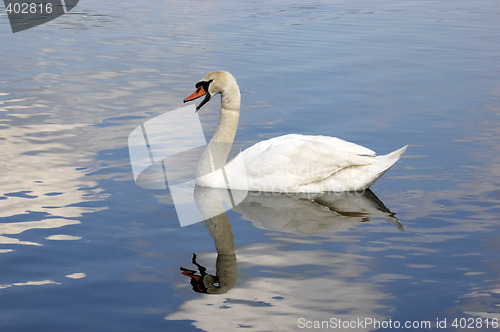 Image of Swan