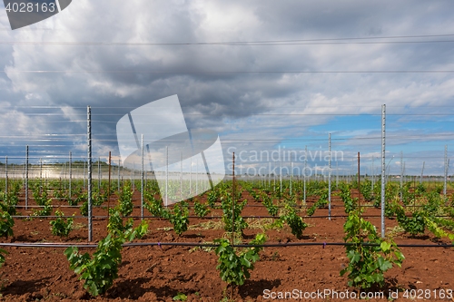 Image of Large field of grapes