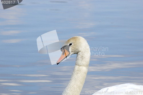 Image of Swan