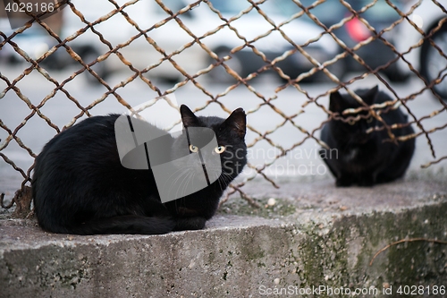 Image of Dirty street cats sitting in factory