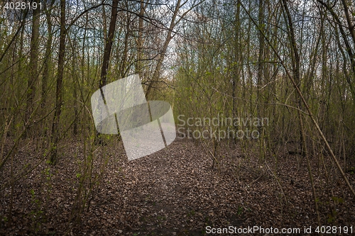 Image of Small Pathway going trough the forest