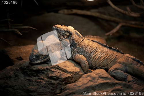 Image of Large lizards sleeping