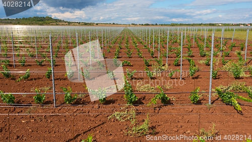 Image of Large field of grapes