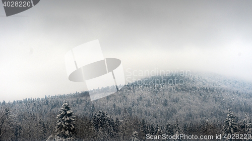 Image of Snowy fir trees