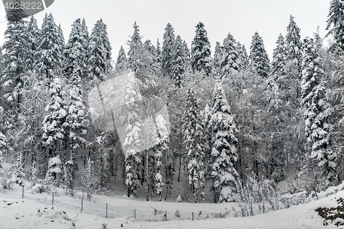 Image of Snowy fir trees