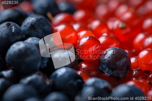 Image of Berries closeup photo