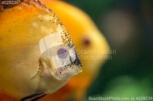 Image of Colorful tropical fish