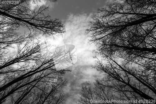 Image of Abstract hoto of some winter branches