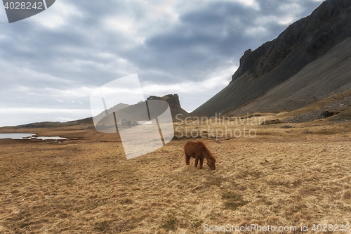 Image of Brown horse closeup