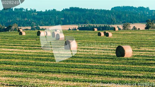 Image of harvested field with straw bales in summer