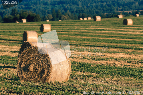 Image of harvested field with straw bales in summer