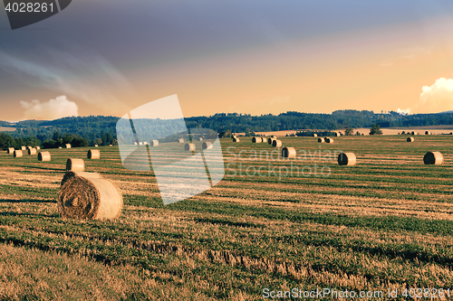 Image of harvested field with straw bales in summer