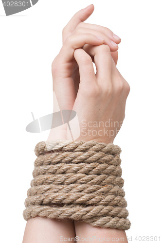 Image of Tied hands, isolated  white