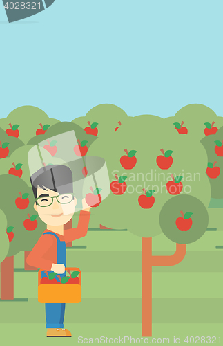 Image of Farmer collecting apples vector illustration.