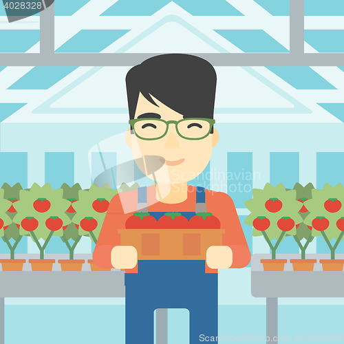 Image of Farmer collecting tomatos vector illustration.