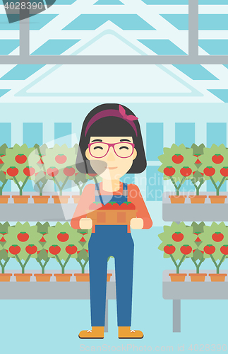 Image of Farmer collecting tomatos vector illustration.