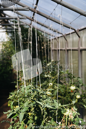 Image of Tomatoes growing in green house