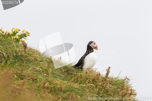 Image of Colorful Puffin isolated in natural environment