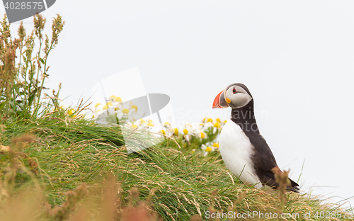 Image of Colorful Puffin isolated in natural environment