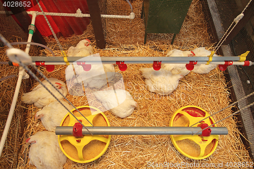 Image of Chicken in Coop