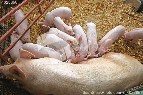 Image of Suckling Piglets